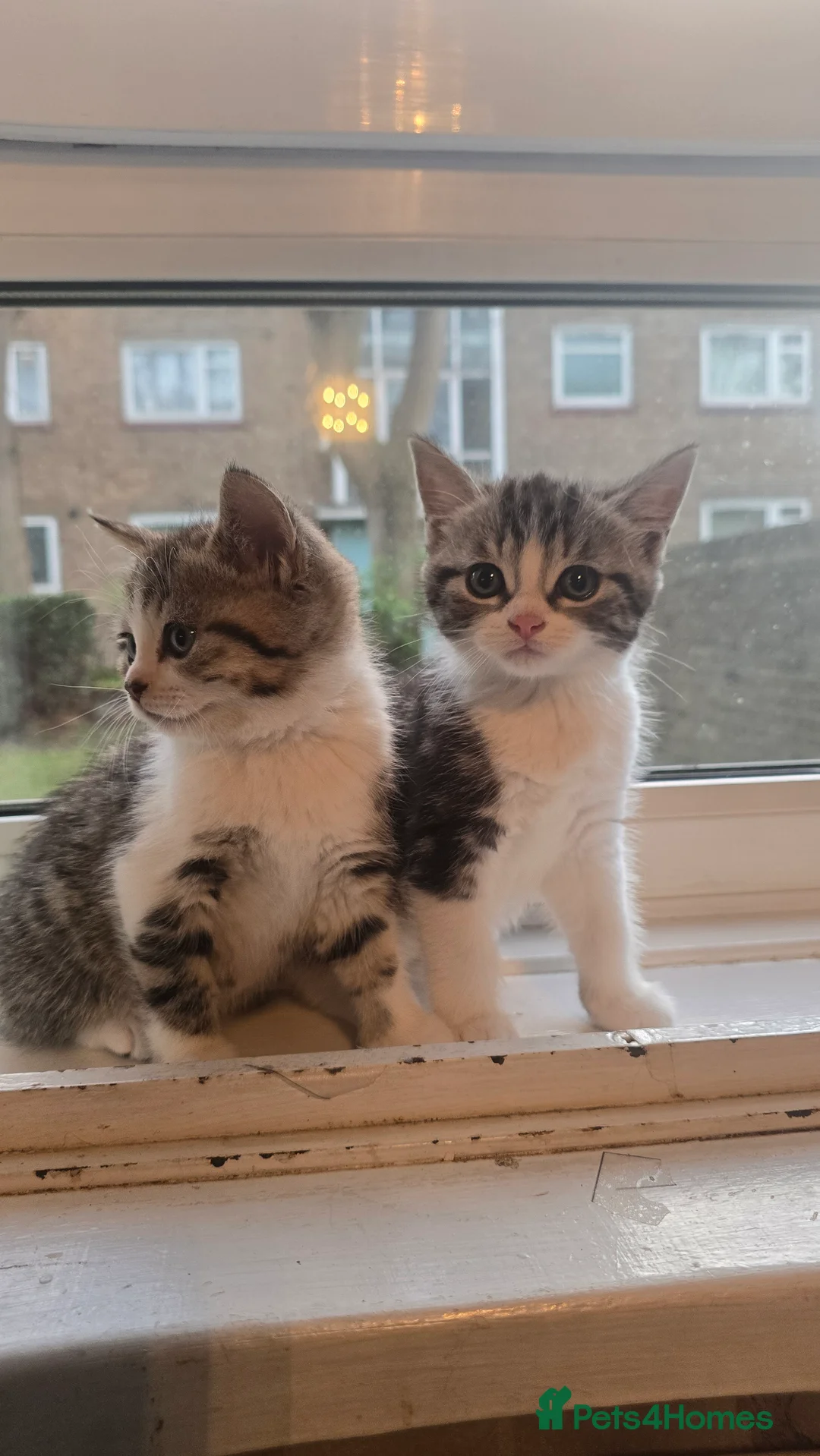 British Shorthair cats for sale: 7 week old British short hair silver tabby kitten in London - Advert 2