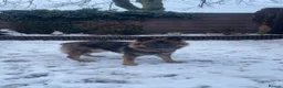 German Shepherd dogs for sale: Female german shepherd  in Derby - Advert 12