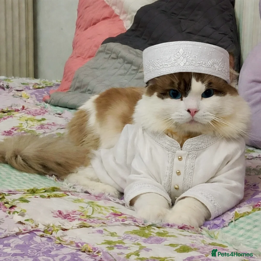 Ragdoll cats for stud: BiColour Ragdoll Available for Stud - Advert 2