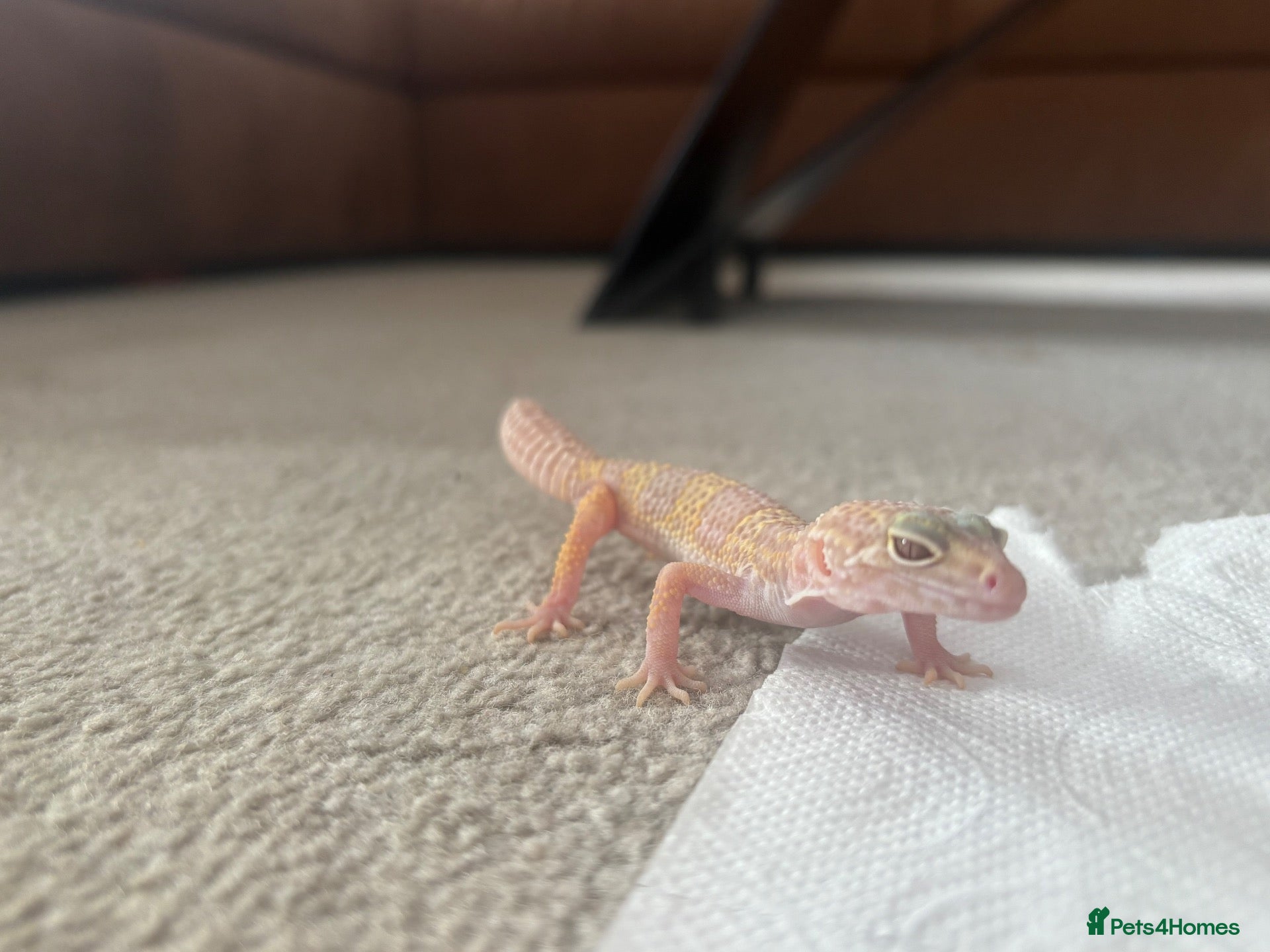 Leopard Gecko reptiles Leopard Gecko  - Advert 4