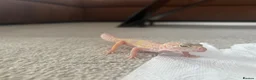 Leopard Gecko reptiles for sale: Leopard Gecko  in Chesterfield - Advert 1