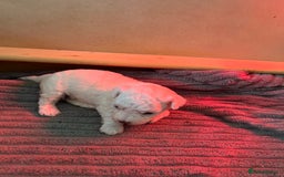 Bichon Frise dogs for sale: Beautiful Bichon frise puppies  in West Drayton - Image 11