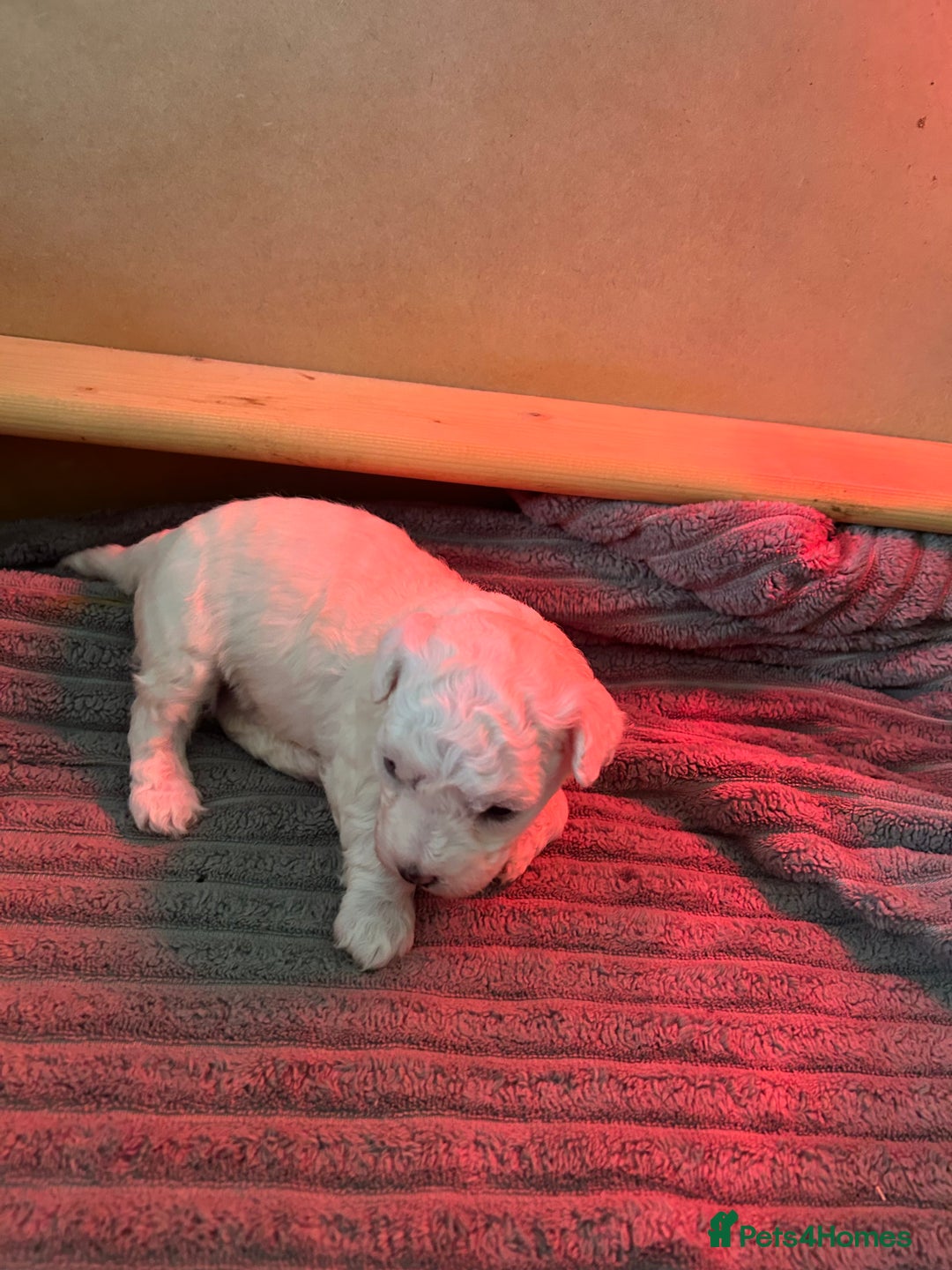 Bichon Frise dogs for sale: Beautiful Bichon frise puppies  in West Drayton - Image 11