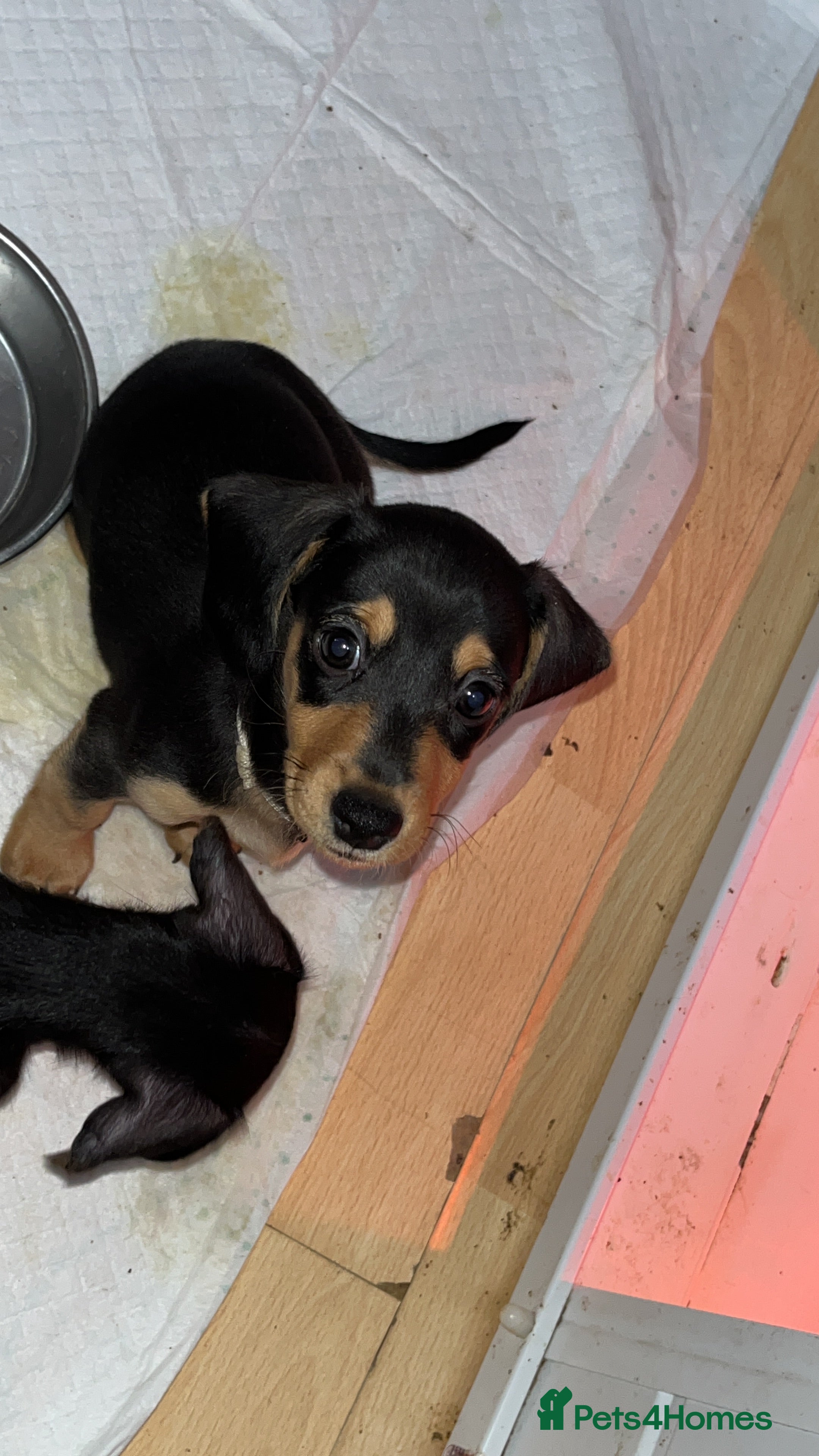 Miniature Dachshund dogs Last Male - Miniature Dachshunds - Advert 1