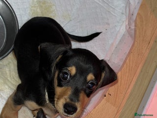 Miniature Dachshund dogs Miniature Dachshunds looking for perfect Home - Advert 17