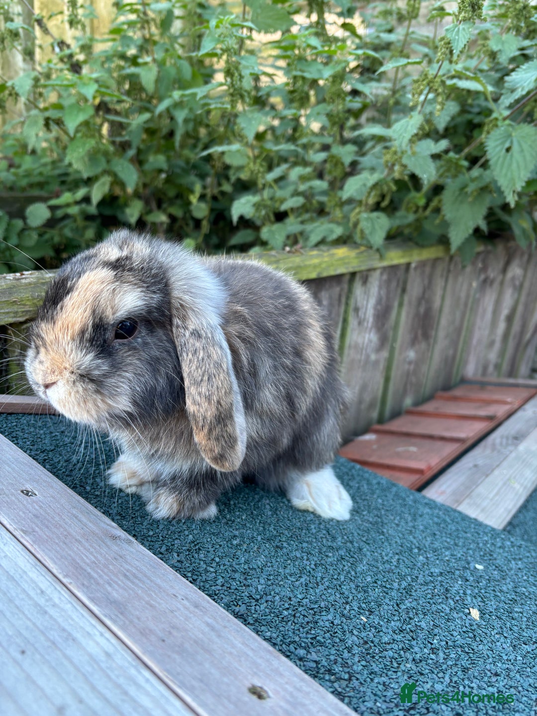 Mini Lop rabbits for sale: Mini lop rabbits ready to leave  - Image 6