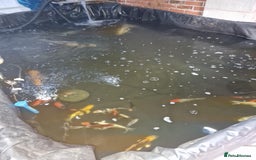 Koi Carp fish for sale: Japanese koi for sale  - Image 3