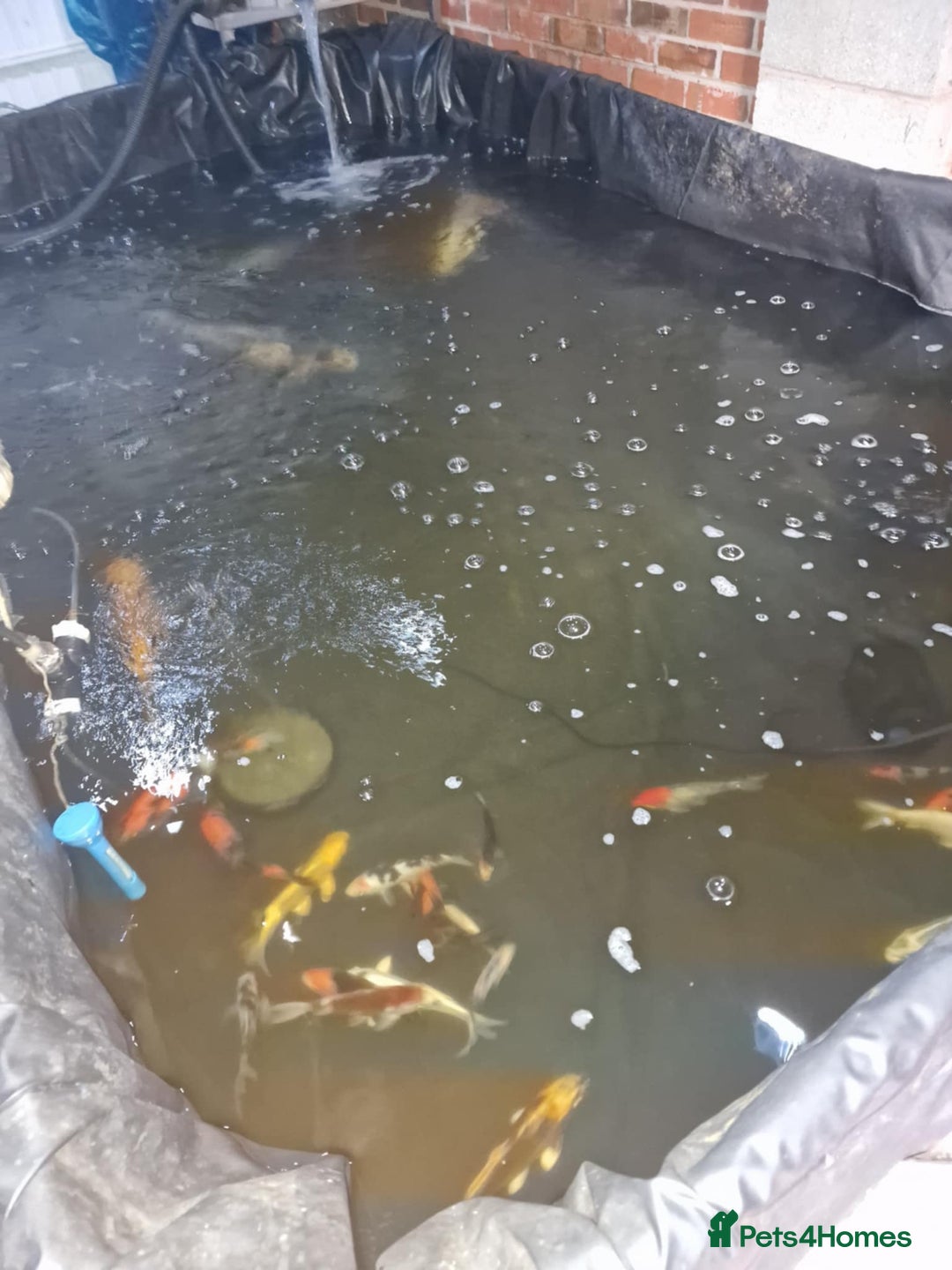 Koi Carp fish for sale: Japanese koi for sale  - Image 3