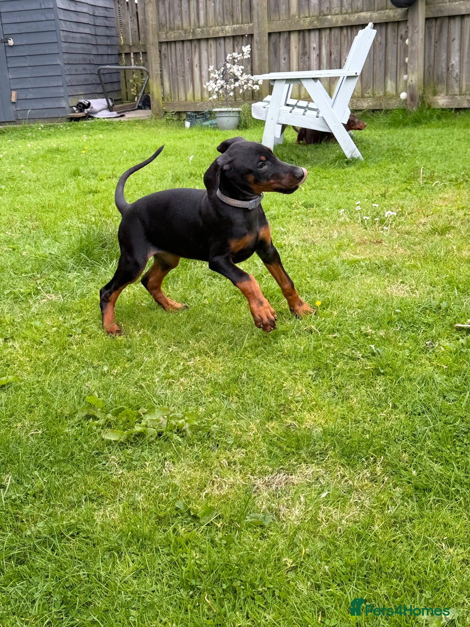 Dobermann dogs Reduced ❌ ready now last 3 - Advert 1