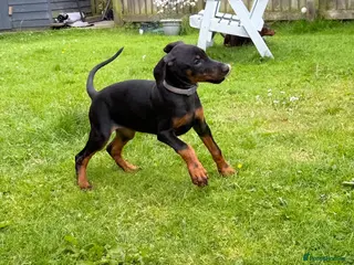 Dobermann dogs Reduced ❌ ready now last 3 - Advert 1