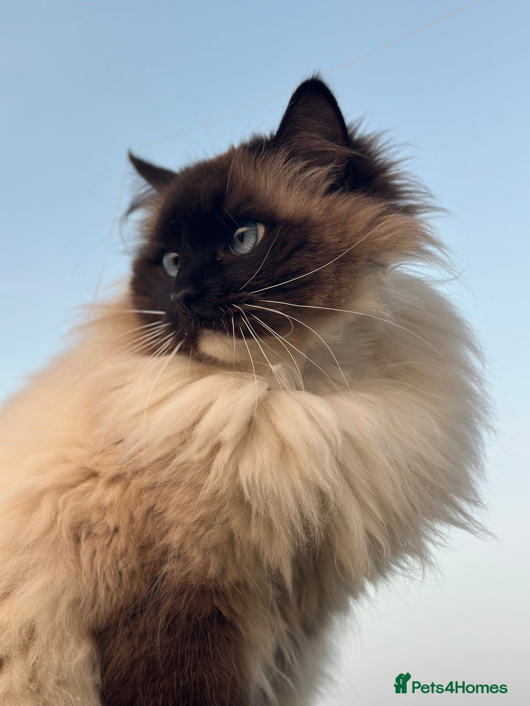 Ragdoll cats for sale: Ragdoll cat female - Image 2