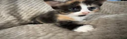Mixed Breed cats for sale: Kittens - Advert 10