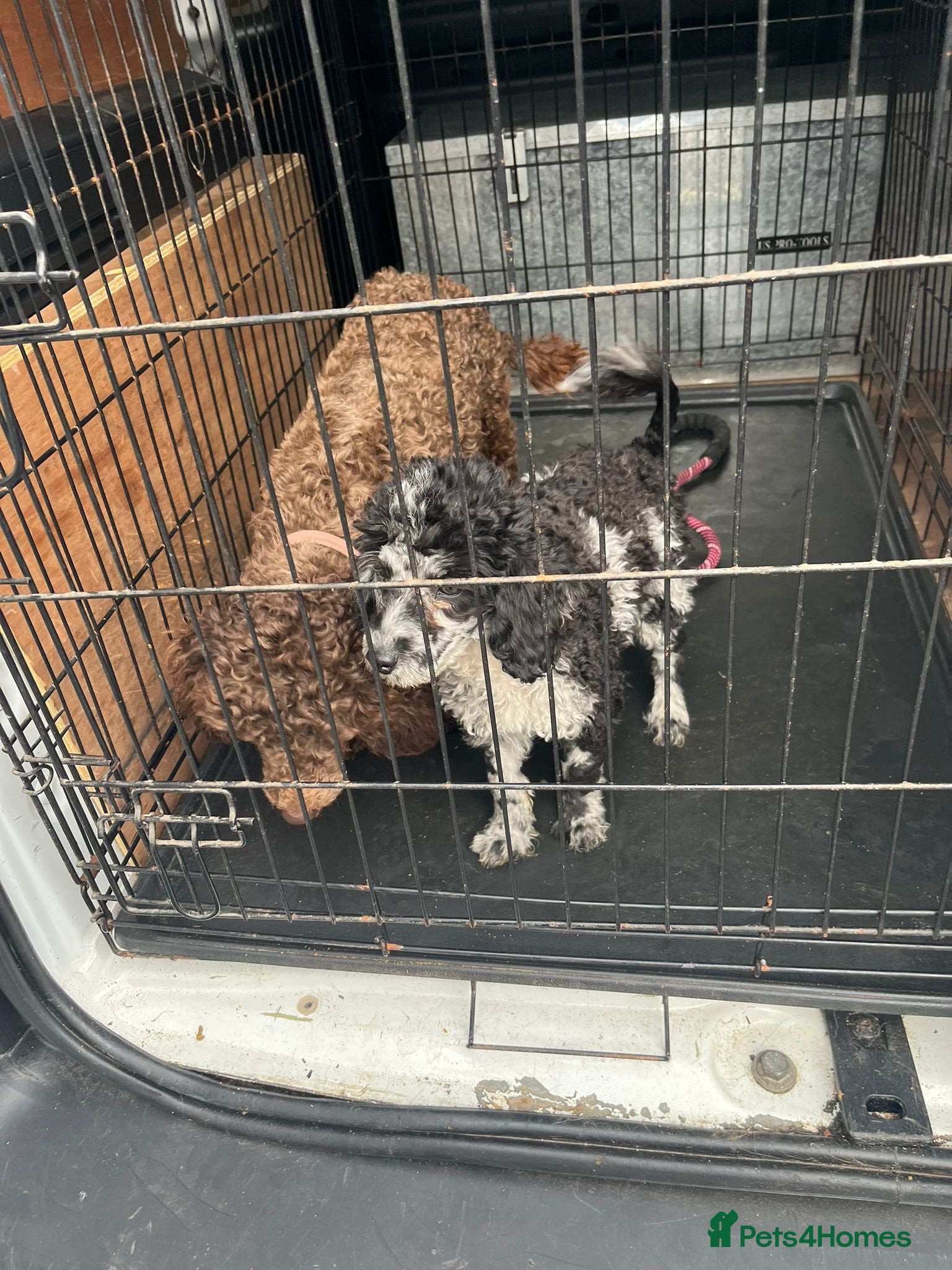Toy Poodle dogs 10 week poodle male  - Advert 1