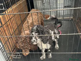 Toy Poodle dogs 10 week poodle male - Advert 1