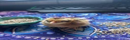 Chickens poultry for sale: Day old chicks 🥰 - Advert 4