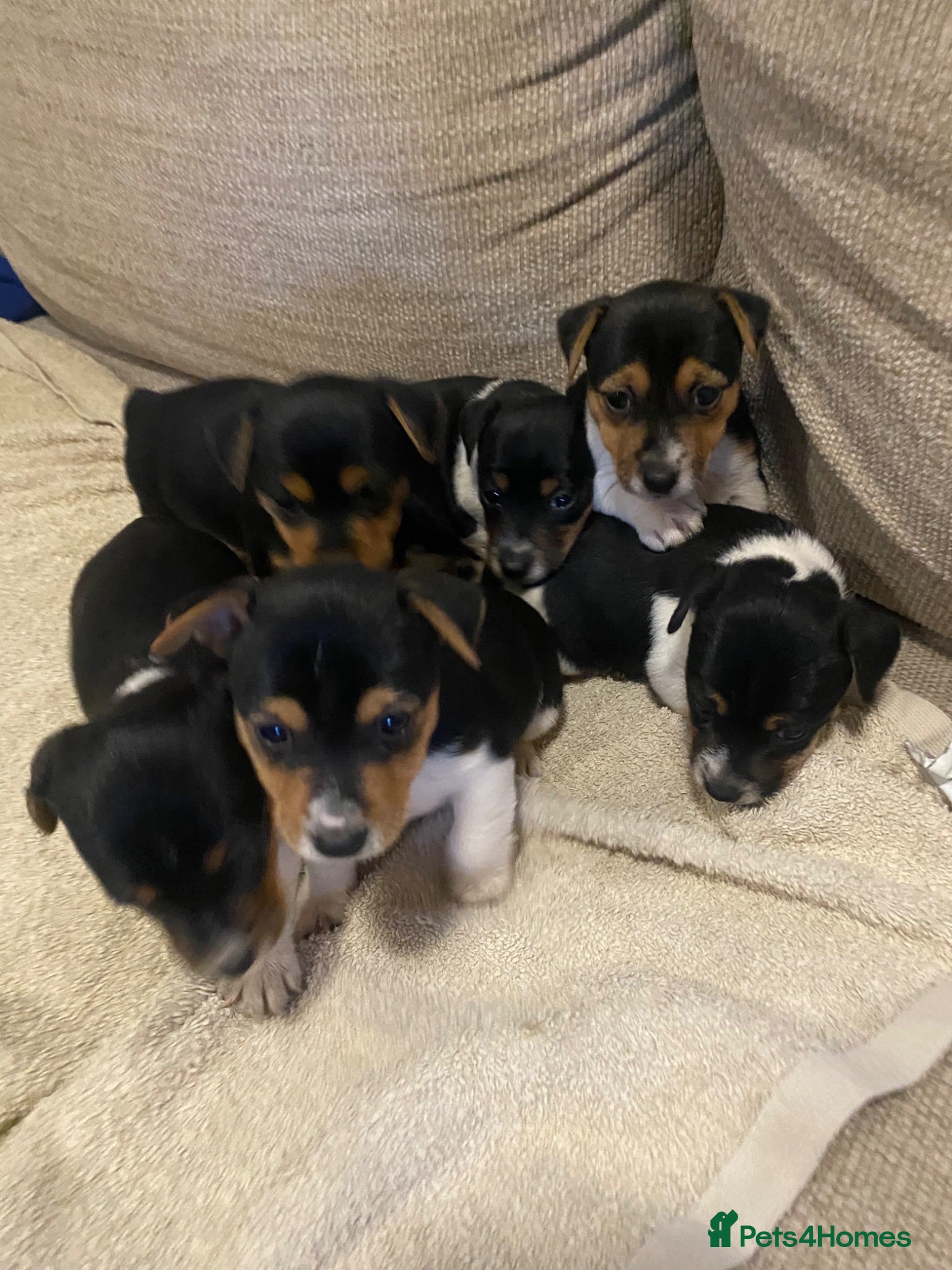 Jack Russell dogs Gorgeous Miniature Jack Russell puppies  - Advert 2