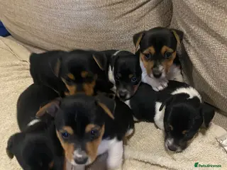 Jack Russell dogs very rare Bobtail Miniature Jack Russell puppies - Advert 13