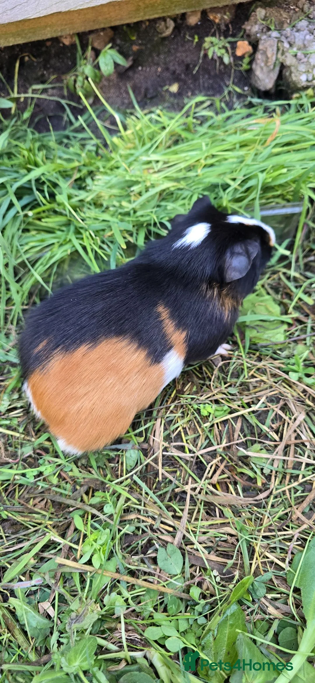 Guinea Pig rodents for sale: A LOVELY MALE AMERICAN GUINEA PIG 5 MONTHS - Advert 2