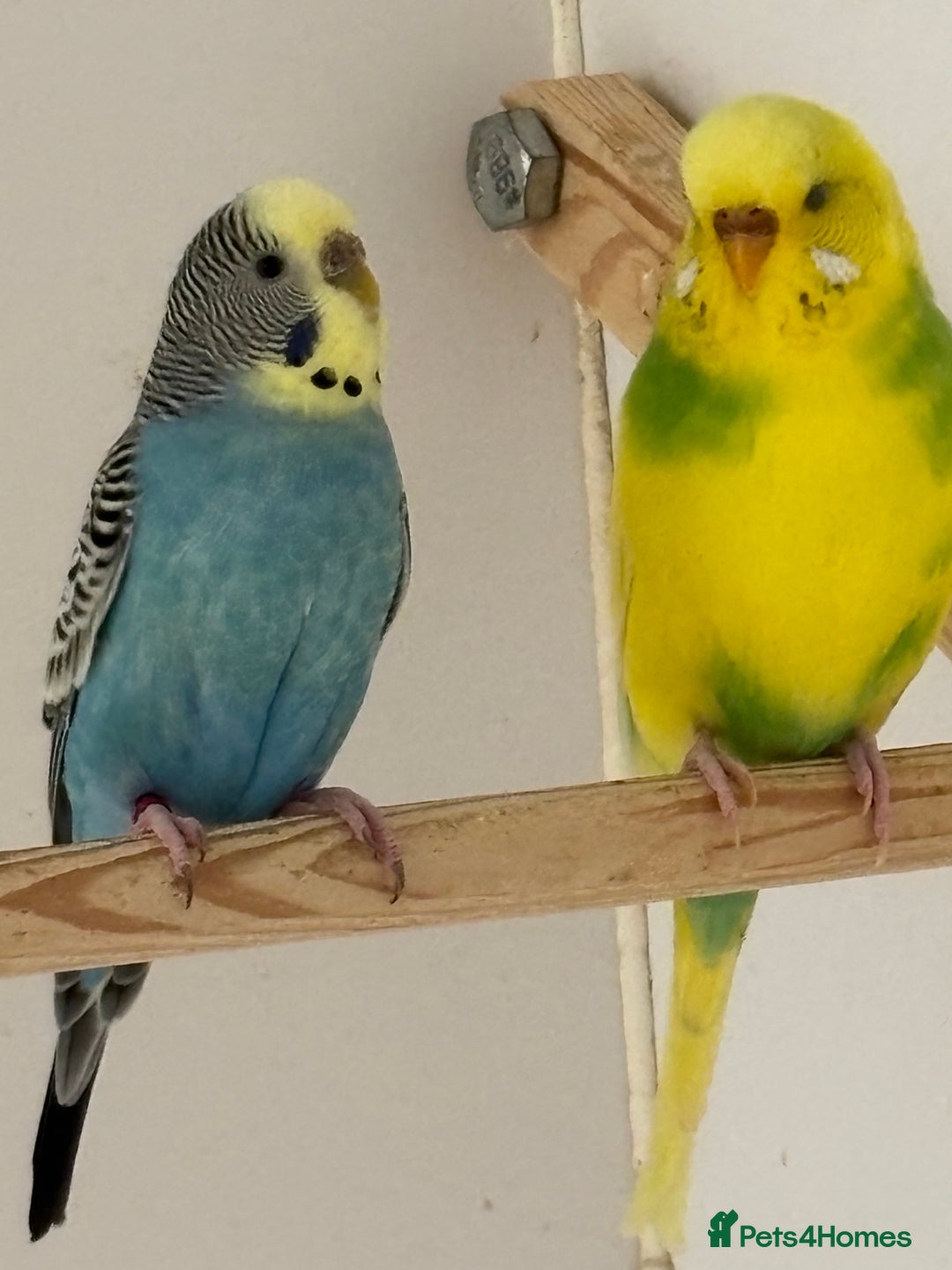 Budgerigars birds for sale: Young and Adult Budgies - Image 2