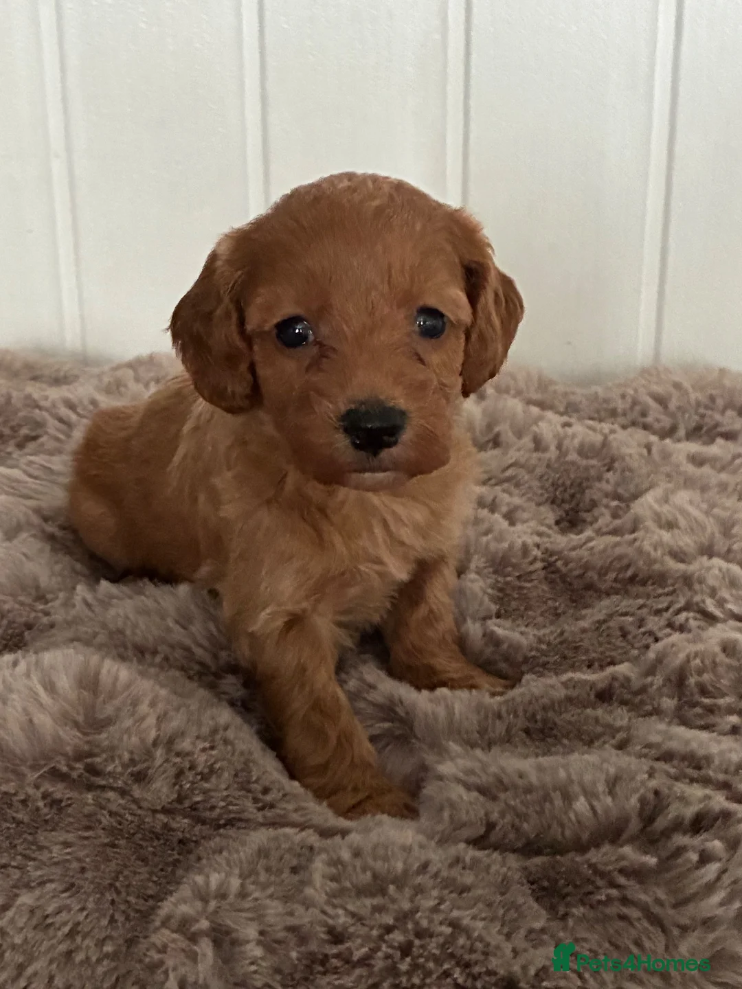 Cockapoo dogs for sale: 🐶 Red Health tested Cockerpoos 🐶 - Advert 4
