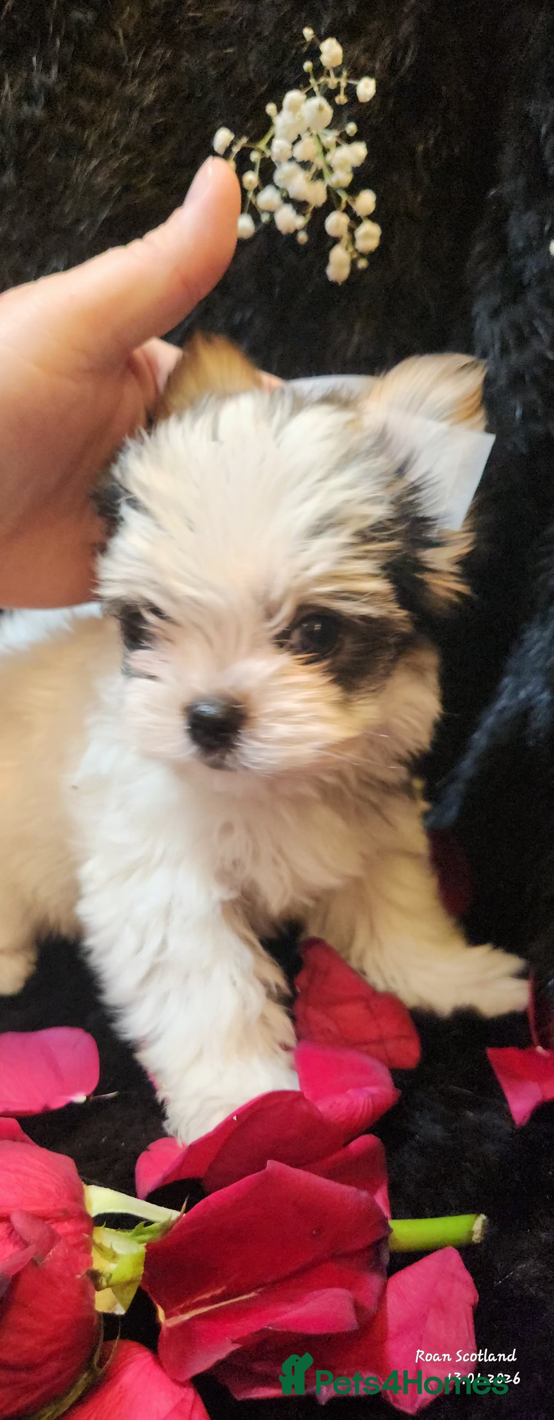 Yorkshire Terrier dogs for sale: Luxury Yorkshire Terrier Puppies/Home Raised/IHR   - Advert 36