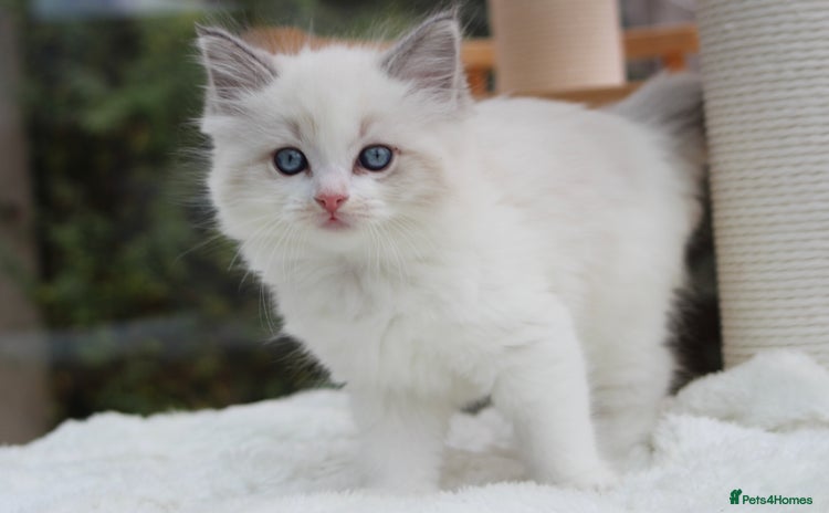 Ragdoll cats TICA Blue Bicolour Ragdoll Mink Cherubim Kittens  - Advert 14