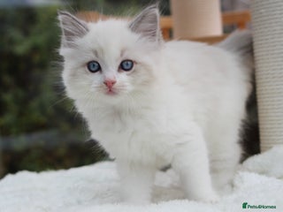 Ragdoll cats TICA Blue Bicolour Ragdoll Mink Cherubim Kittens - Advert 18