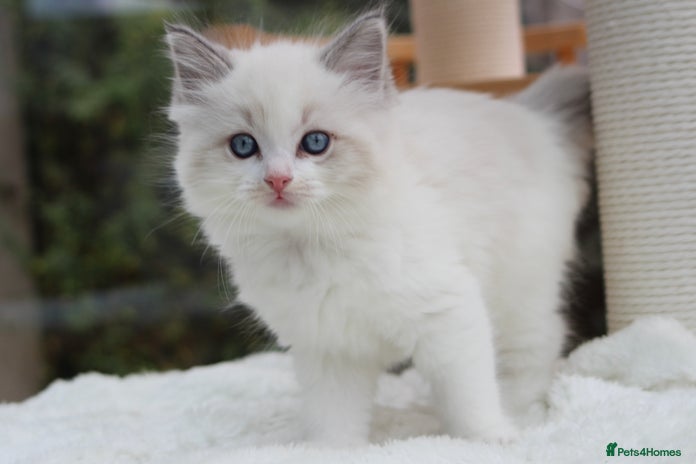 Ragdoll cats TICA Blue Bicolour Ragdoll Mink Cherubim Kittens - Advert 9