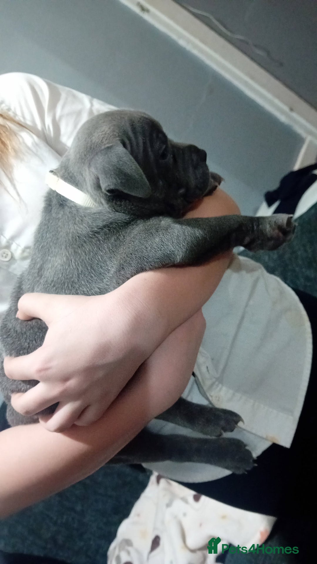 Staffordshire Bull Terrier dogs for sale: **Gorgeous blue staffy pups** - Advert 16