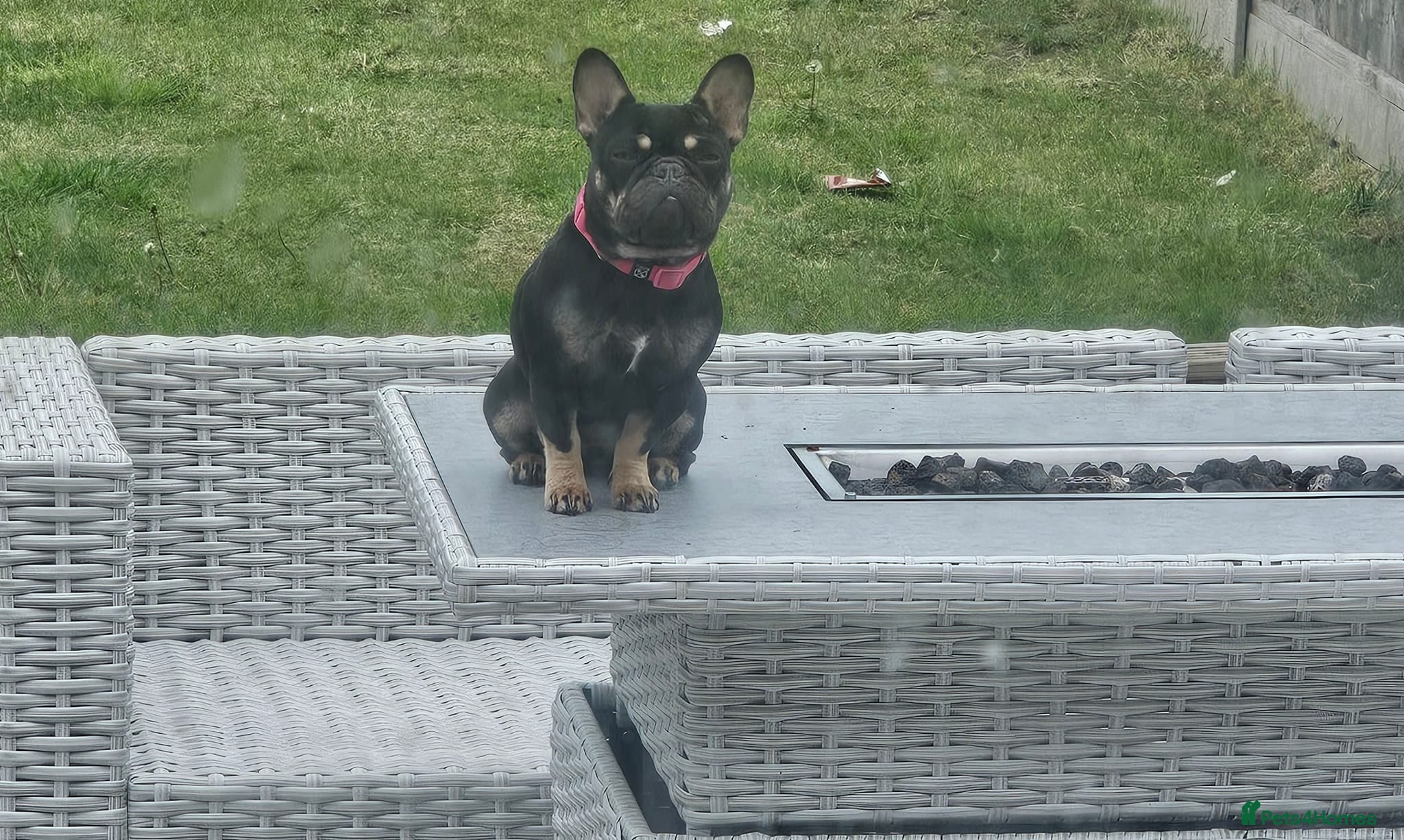 French Bulldog dogs French bulldog girl - Advert 1