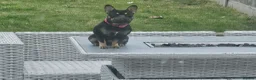 French Bulldog dogs for sale: French bulldog girl - Advert 1