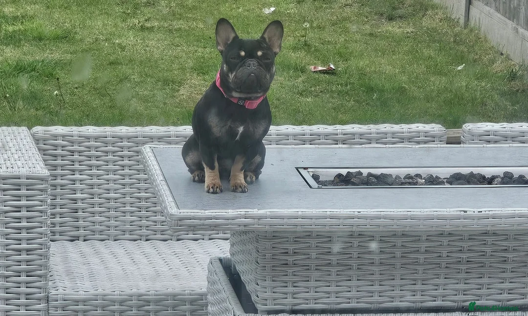 French Bulldog dogs for sale: French bulldog girl - Advert 1