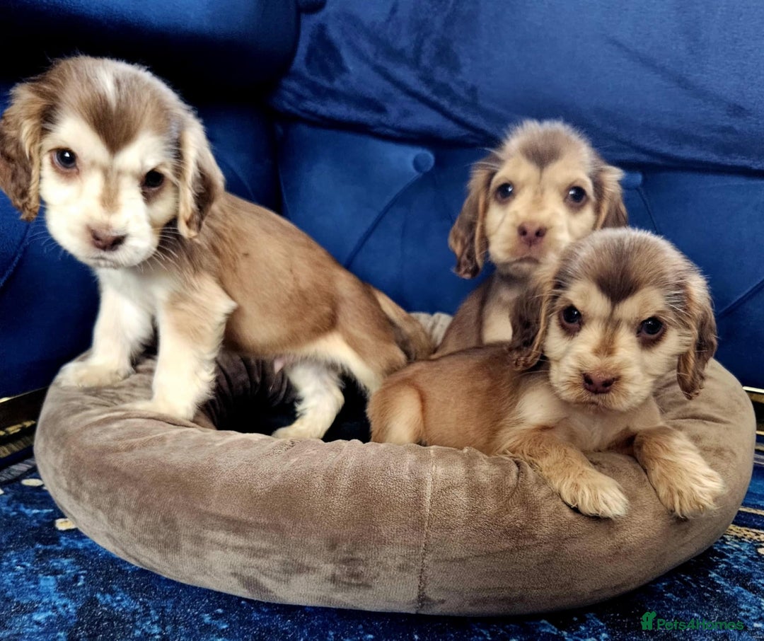 Cocker Spaniel dogs for sale: Show type cocker spaniel puppies  - Image 9
