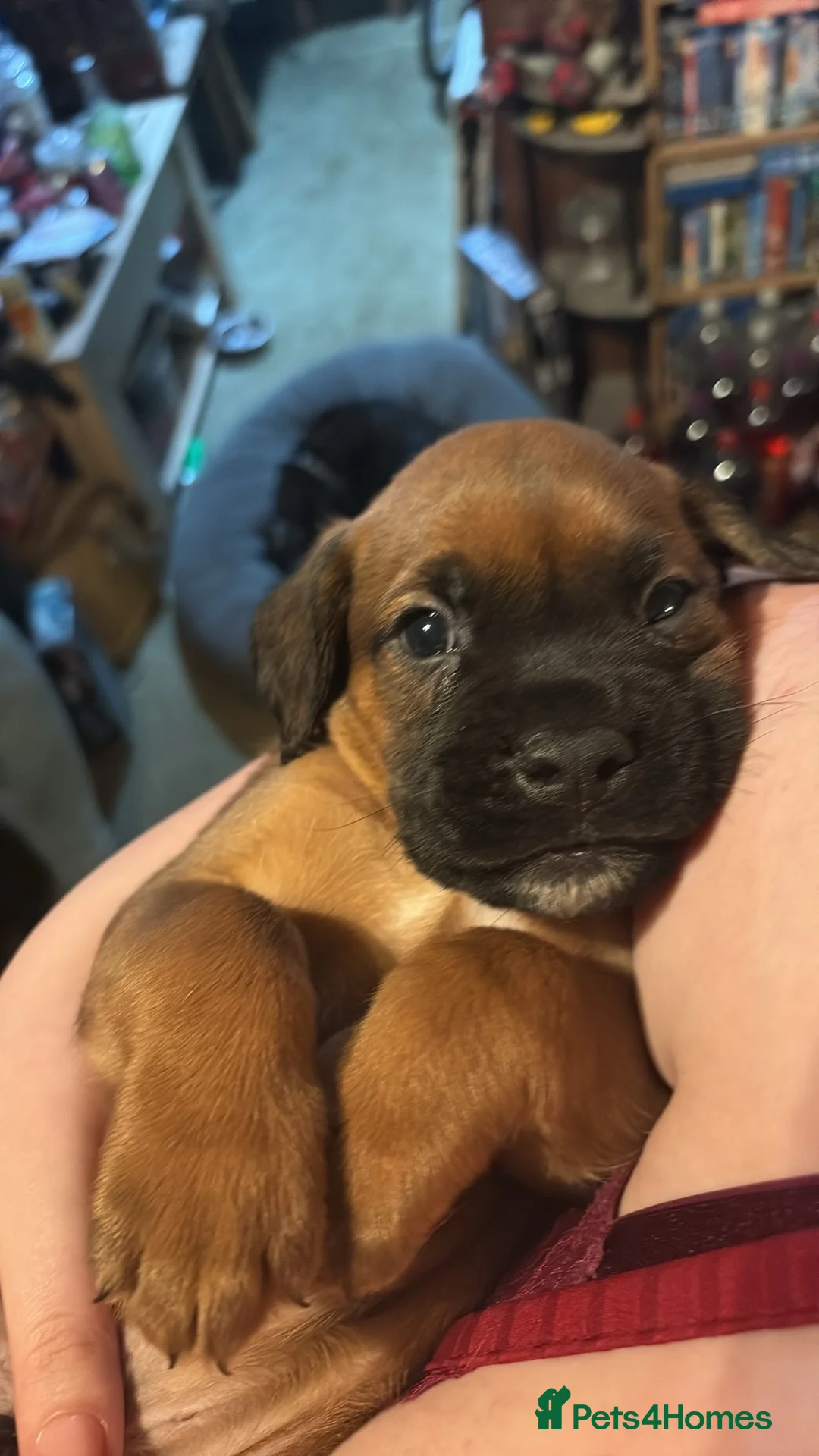 Mixed Breed dogs for sale: Two beautiful labox puppies in Queenborough - Advert 2