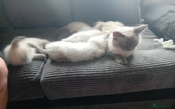 Ragdoll cats for sale: Ragdoll kittens  - Image 2