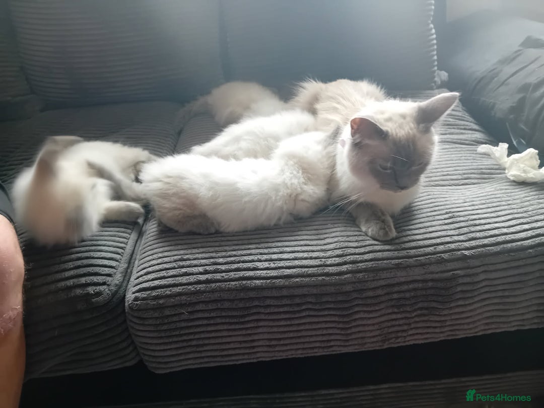 Ragdoll cats for sale: Ragdoll kittens  - Image 2