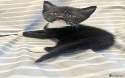 Mixed Breed cats for sale: Adorable 5-Week-Old Kittens Ready to Reserve - Image 12