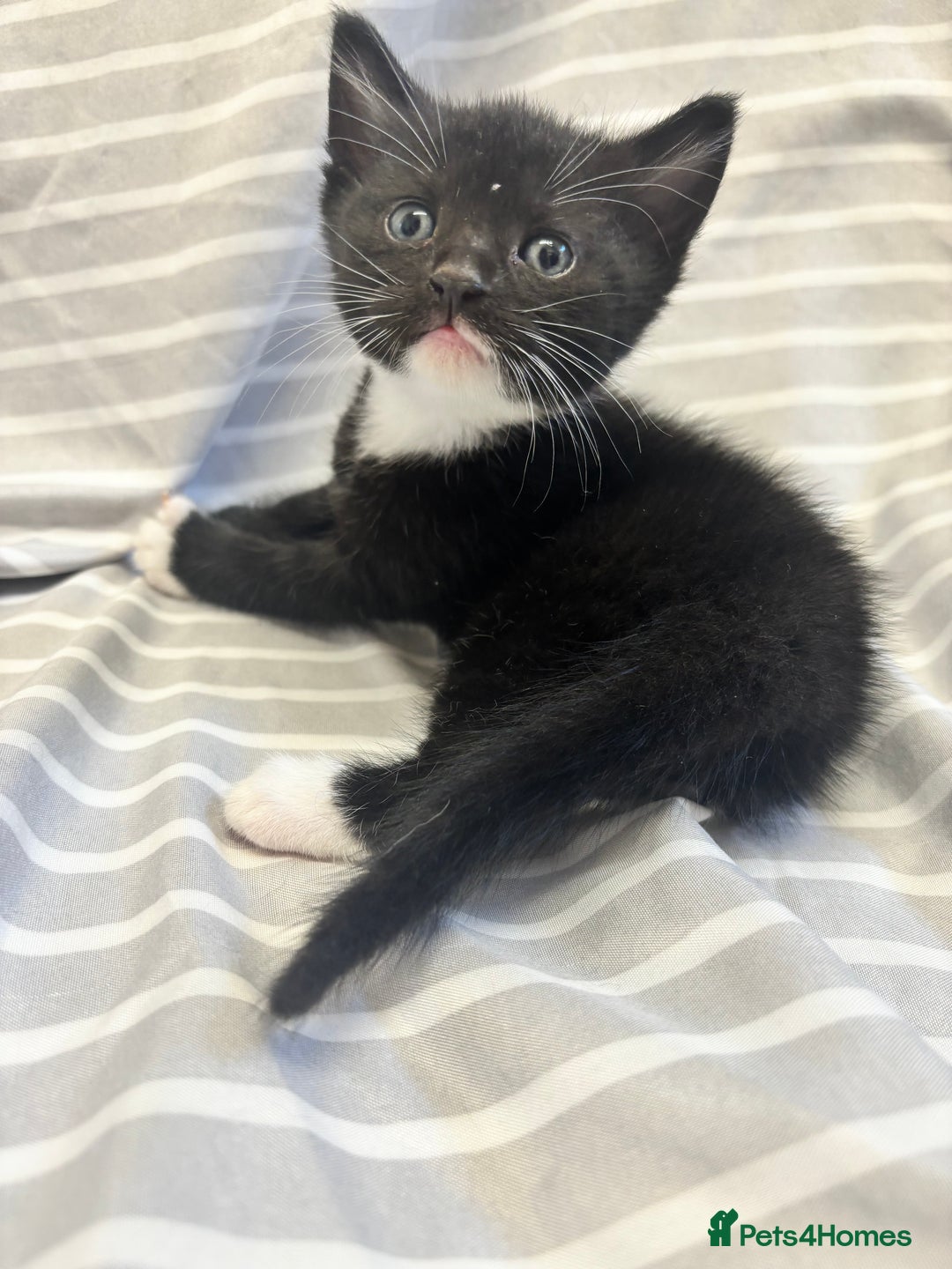 Mixed Breed cats for sale: Adorable 5-Week-Old Kittens Ready to Reserve - Image 12