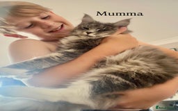 Maine Coon cats for sale: Maine coon cross kittens  - Image 13