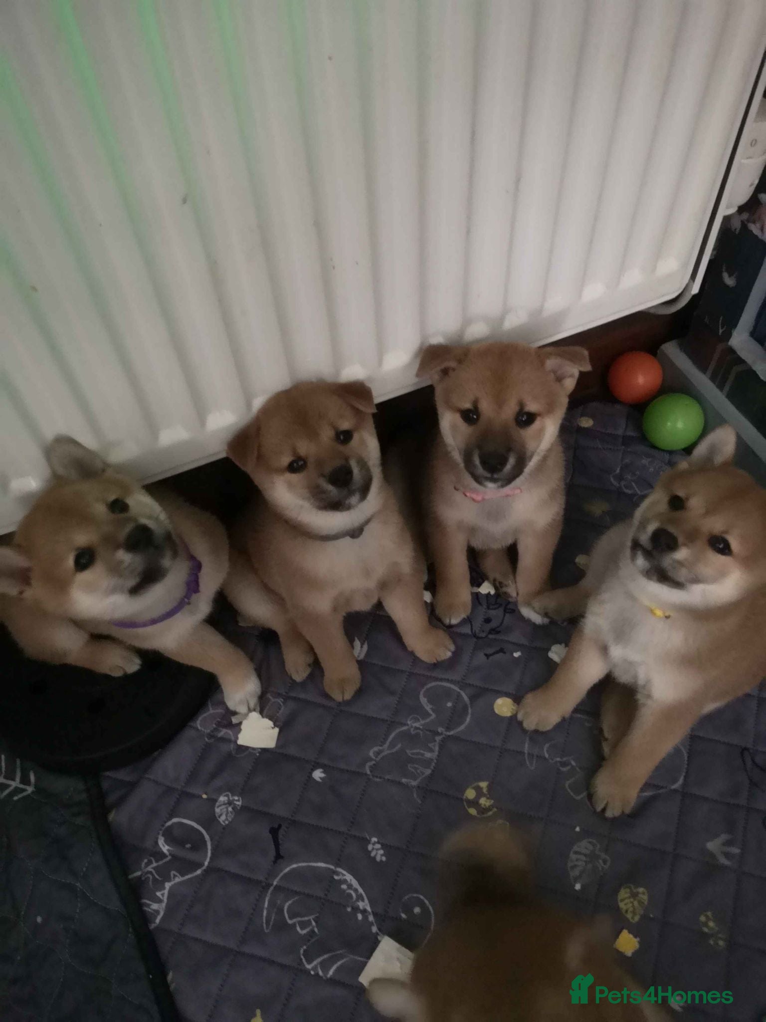 Japanese Shiba Inu dogs 4 Beautiful Shiba puppies looking for their home - Advert 11