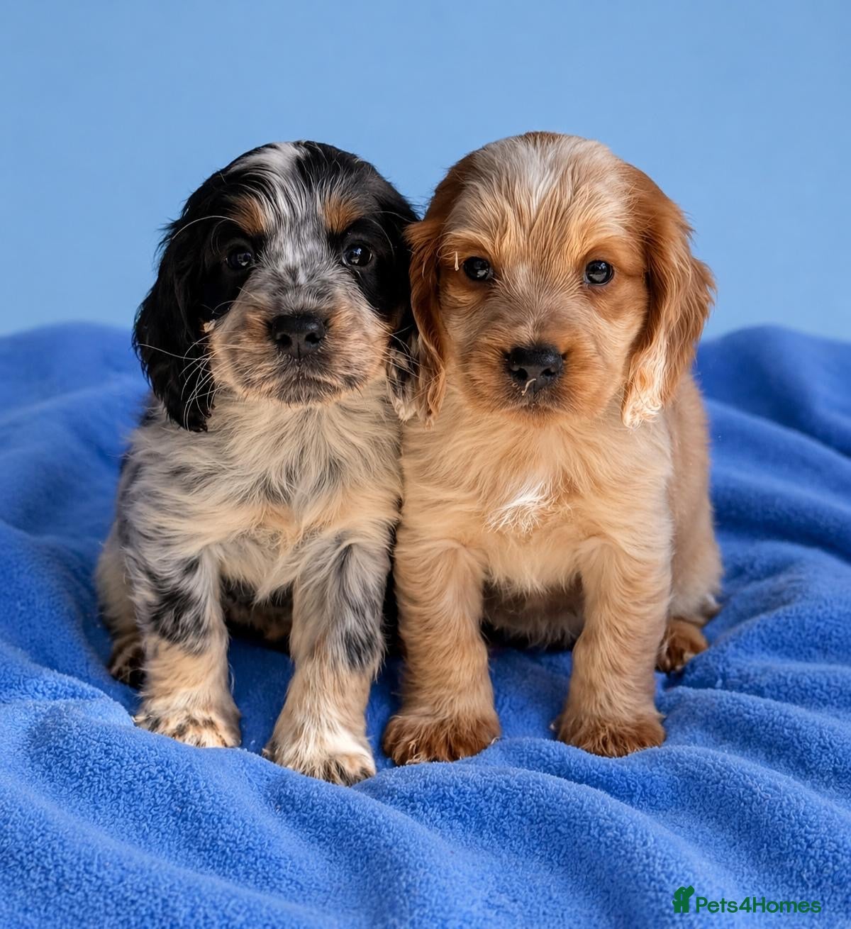 Cocker Spaniel dogs Show Type Cocker Spaniel Puppies - Advert 2