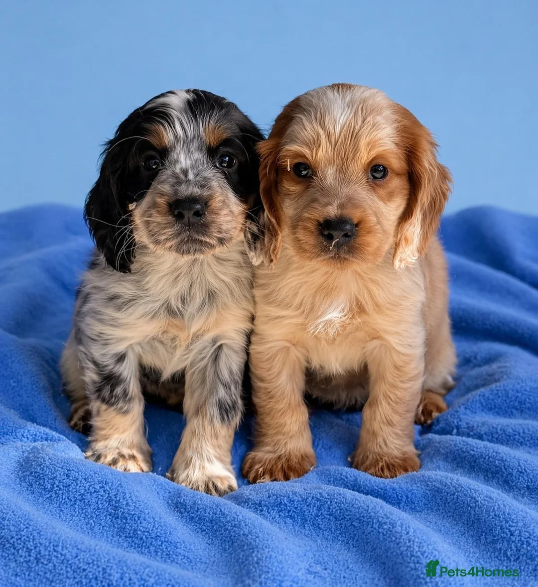 Cocker Spaniel dogs for sale: Show Type Cocker Spaniel Puppies - Advert 2