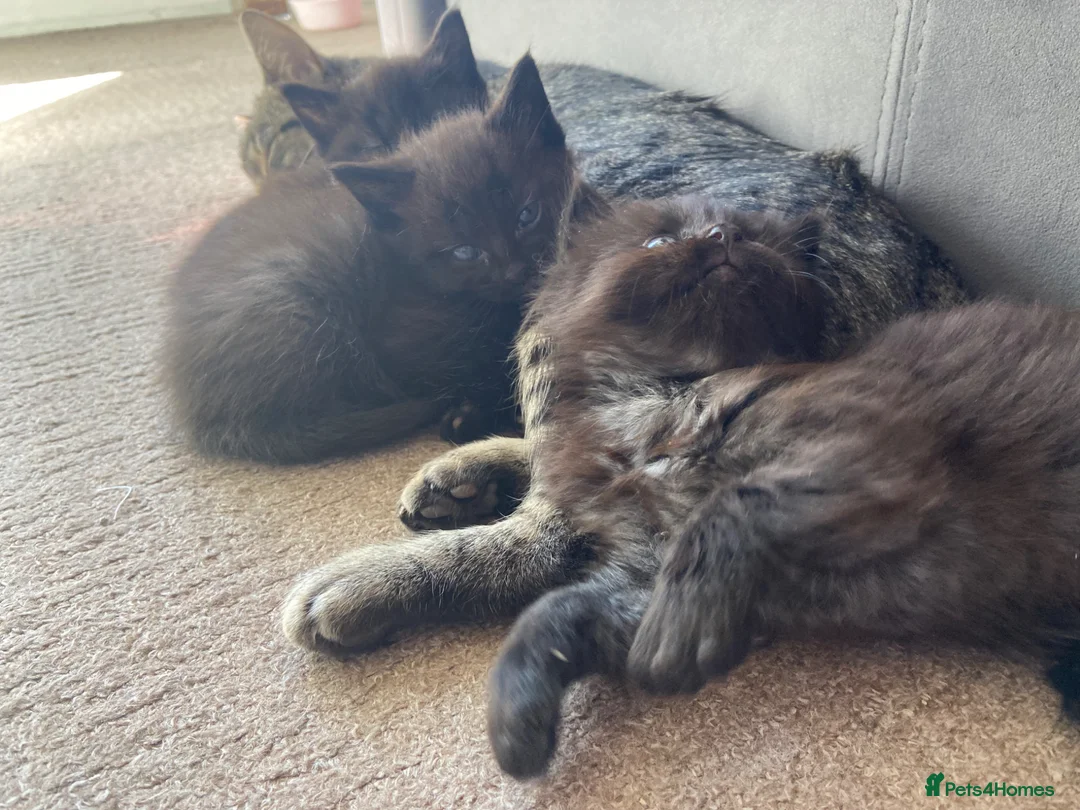 Mixed Breed cats for sale: 2 male kittens  - Advert 5