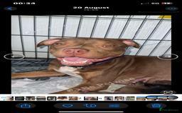 Mixed Breed dogs for sale: Marley is looking for his forever home  - Advert 2