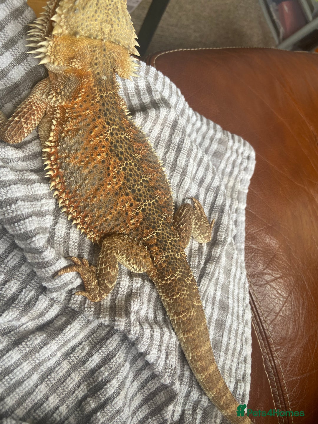 Bearded Dragon reptiles for sale: Bearded Dragon for sale - Image 5