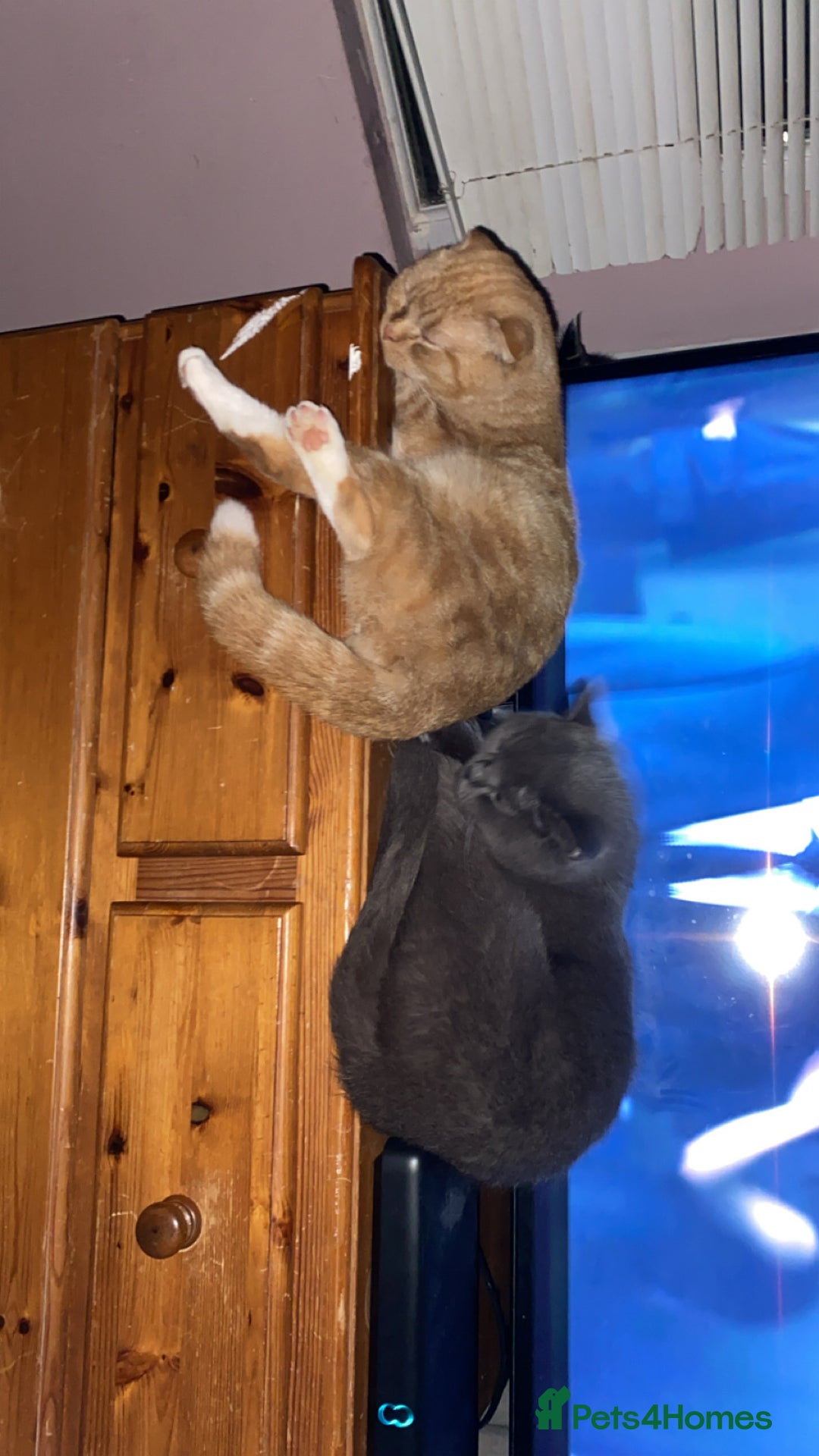 Scottish Fold cats for sale: Male scottish fold - Advert 4