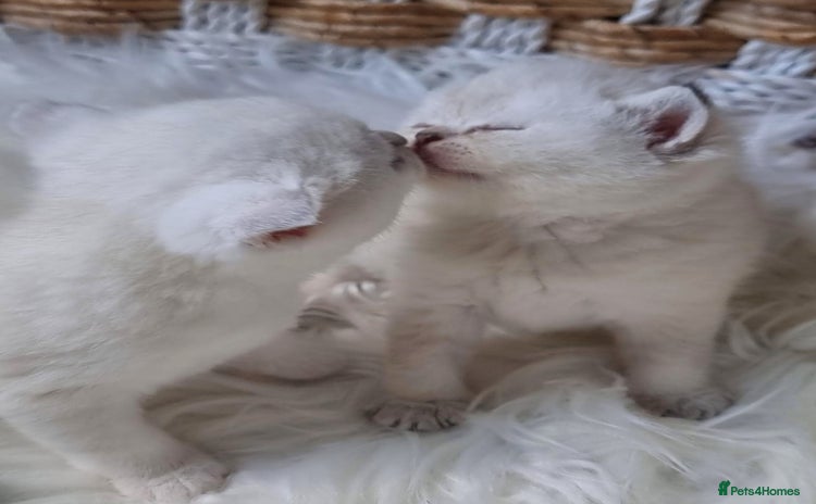 British Shorthair cats GOLDEN TABBY & COLOURPOINT BRITISH SHORTHAIR  - Advert 10