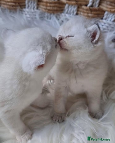 British Shorthair cats GOLDEN TABBY & COLOURPOINT BRITISH SHORTHAIR - Advert 10