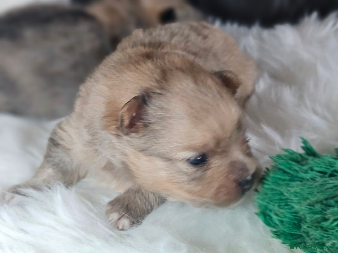 Pomeranian dogs for sale: 4 beautifull pomeranian puppies  - Advert 19
