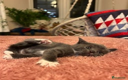 Domestic Shorthair cats for sale: Russian blue mix - Advert 4